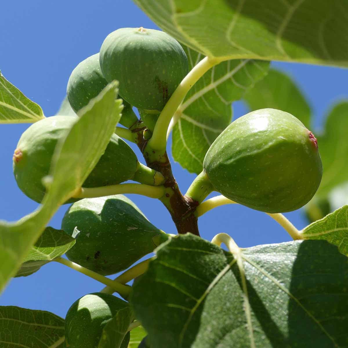 Fico / Figs