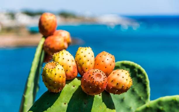 Fico d'India / Prickly Pear
