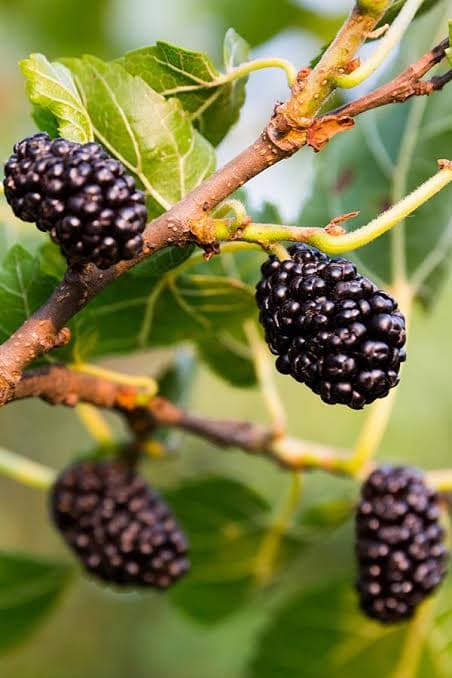 Gelsi / Mulberries