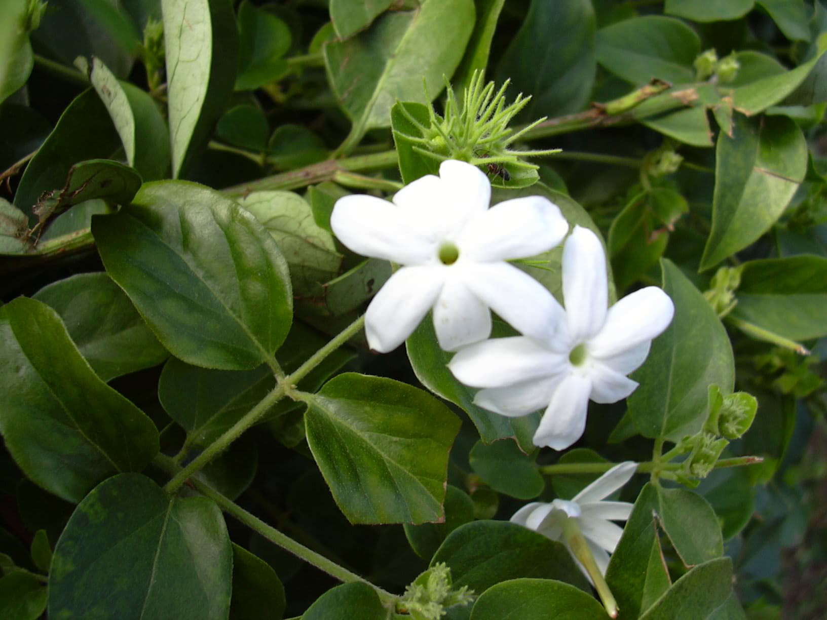 Gelsomino / Jasmine