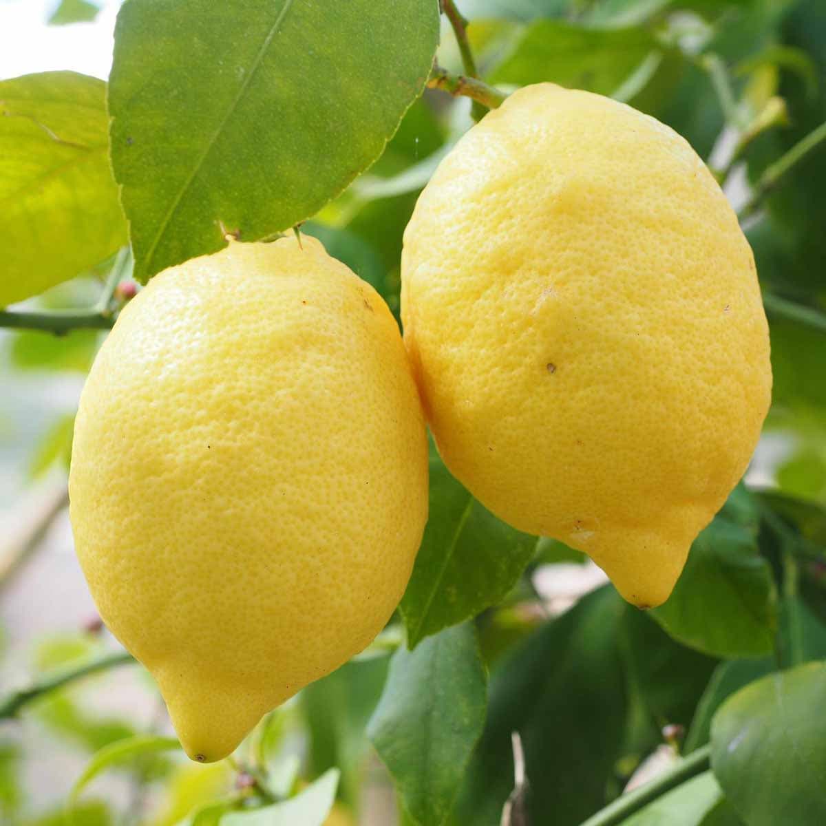 Limone / Lemon