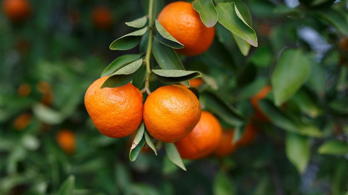 Mandarino Tardivo di Ciaculli / Tangerine