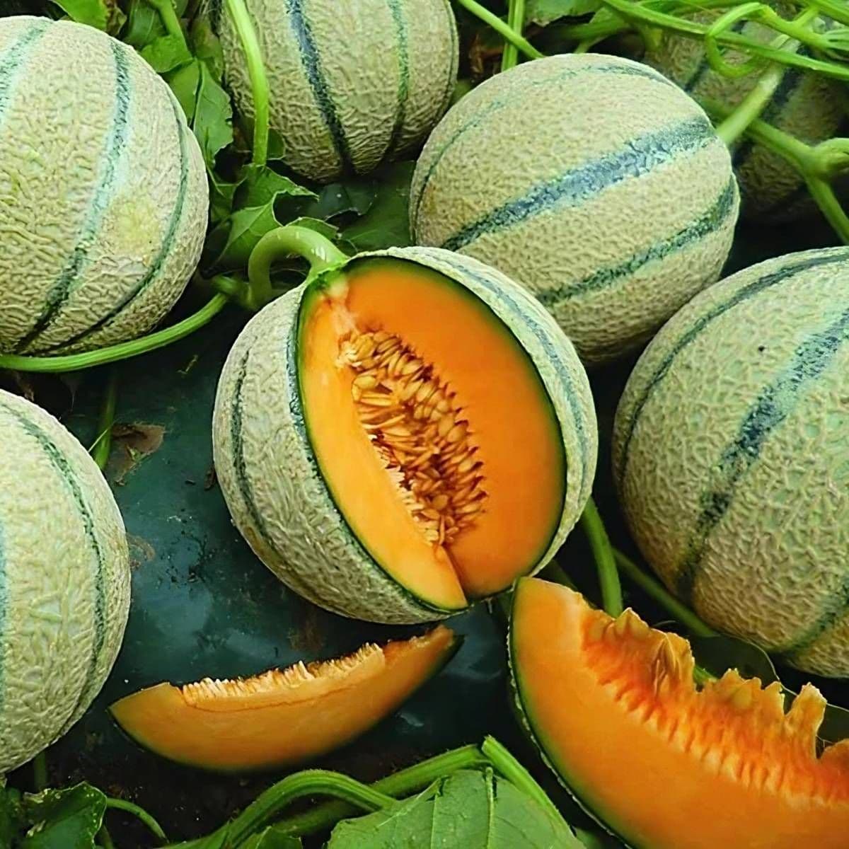 Melone Cantalupo / Cantaloupe Melon