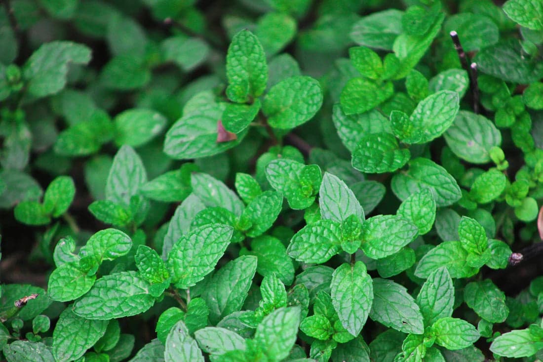 Menta / Mint